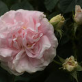 Rose Königin von Dänemark. Herkunft: Booth, Großbritannien, 1826, Blütengrösse: 8 cm, Duft: kräftig, süß, Höhe/Breite: 1,5 m/1 m