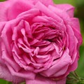 Rose Président Dutailly
