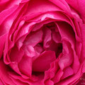 Rose Prince Noir