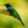 Kleine Veilchenohrkolibri (Colibri thalassinus)