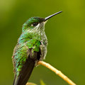 Grünstirn-Brillantkolibri (Heliodoxa jacula)