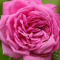 Rose Président Dutailly