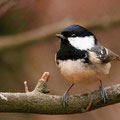  Tannenmeise (Parus ater) - NSG Liesner Wald bei Ahaus 