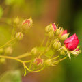 Rose Purple Siluetta