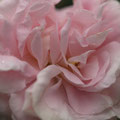 Rose Königin von Dänemark. Herkunft: Booth, Großbritannien, 1826, Blütengrösse: 8 cm, Duft: kräftig, süß, Höhe/Breite: 1,5 m/1 m