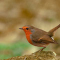  Rotkehlchen (Erithacus rubecula) - NSG Liesner Wald bei Ahaus 