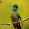 Violettkron-Brillantkolibri (Eugenes fulgens) 