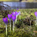 Krokusse im Arthur-Richter-Park.