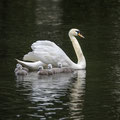 Schwanennachwuchs im Neustädter Park.