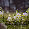 Märzenbecherblüte im Arthur-Richter-Park.