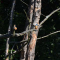 Eisvogel bei Polenz.