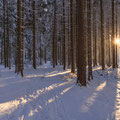 Winterwald zwischen Neustadt und Krumhermsdorf.