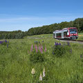 Nach ewig langer Zwangspause wegen Personalmangels bei der Städtebahn und der Brückenrekonstruktion in Polenz rollt nun endlich wieder ein Zug von Neustadt nach Sebnitz, hier vorbei an blühenden Wiesen bei Krumhermsdorf, Mai 2019