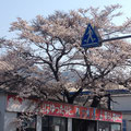 当店向かいの桜❤満開!!