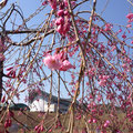 さんさん市の枝垂れ桜も咲き始めました❤