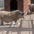 August und Miss Piggy - Januar 2025