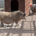August und Miss Piggy - Januar 2025