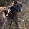 Timmy - vermittelt Februar 2023