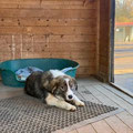 Simona - 16.02.2026