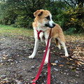 Fifi - vermittelt November 2023
