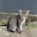Romeo - vermittelt September 2025