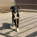 Romy - 17.02.2026