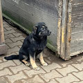 Babette - vermittelt Januar 2025