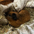 Cassie - vermittelt Februar 2025