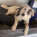 Denver - vermittelt April 2023