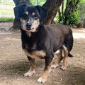 Buddy - vermittelt November 2022