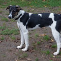 Abby - vermittelt November 2022