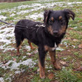 Daisy - vermittelt Februar 2023
