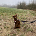 Hazel - vermittelt Januar 2025