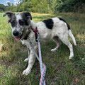 Mia - vermittelt August 2025