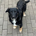 Brutus - vermittelt Februar 2025