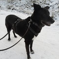 Jingles - vermittelt Januar 2023