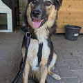 Rocky - vermittelt August 2023
