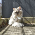 Pattsy - 29.04.2026