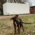 Hermine - vermittelt Februar 2025