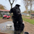 Cora - vermittelt Februar 2025