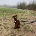 Hazel - vermittelt Januar 2025