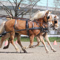 Training NPZ Bern 2012