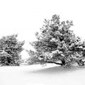 Wilfried Weis_Winterbaum