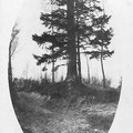 1925 - Bois de Baudémont