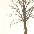 1er avril 1930 - l'arbre de Sainte-Gertrude à Monstreux