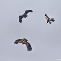 Drei der vier Seeadler beteiligen sich an der Balgerei.