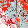 大阪・石川、紅葉に囲まれた･･･ピントが･･･。