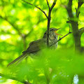大阪・河内長野公園、目の前、数mの枝に飛んで来て鳴き始めました。うるさい！