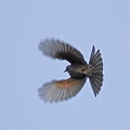 大阪南部・明治池公園、超初心者の頃真上を飛ぶヒヨドリ
