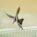 堺・白鷺公園、フェンスの上で、飛翔ダイレクト給餌
